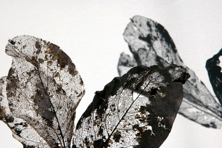 Leafshadows1
