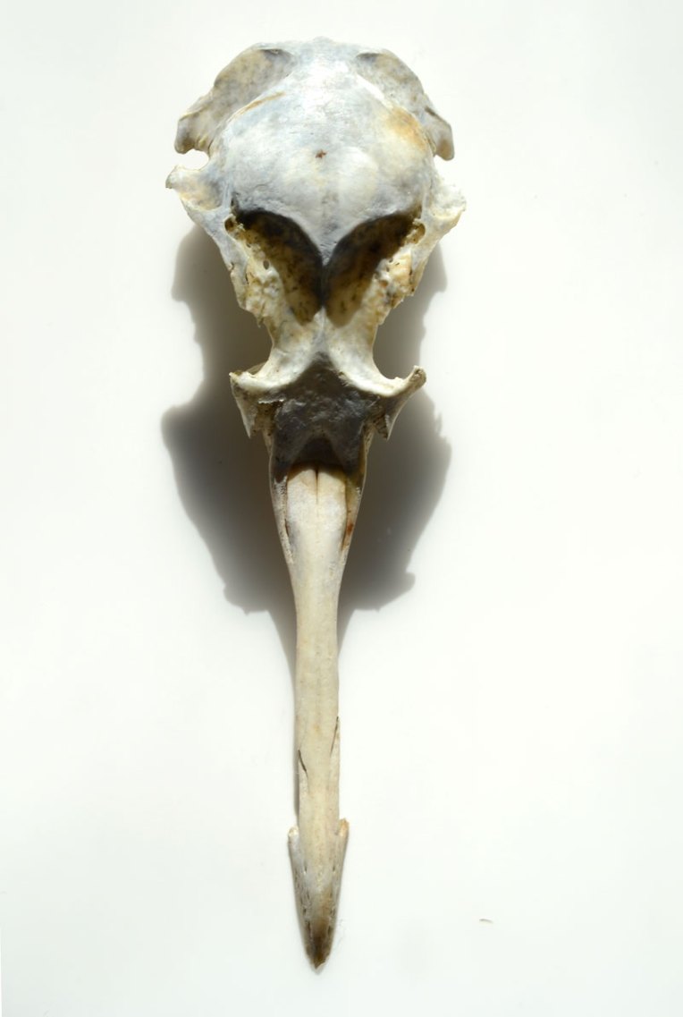 BirdSkull2