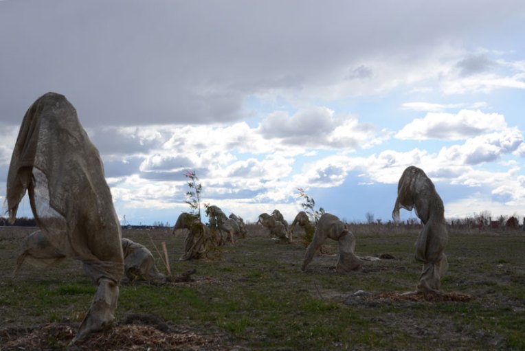 SpringWrappedTrees10