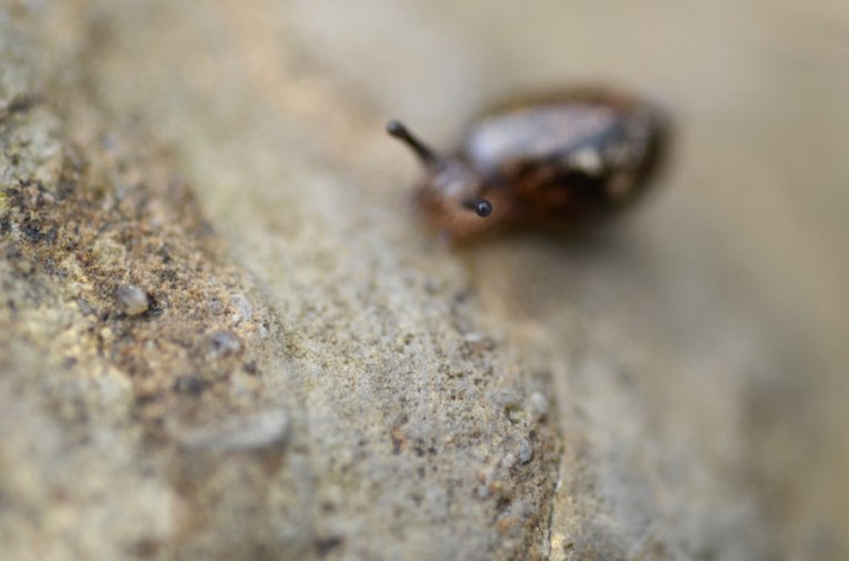 OctoberMorningSnail