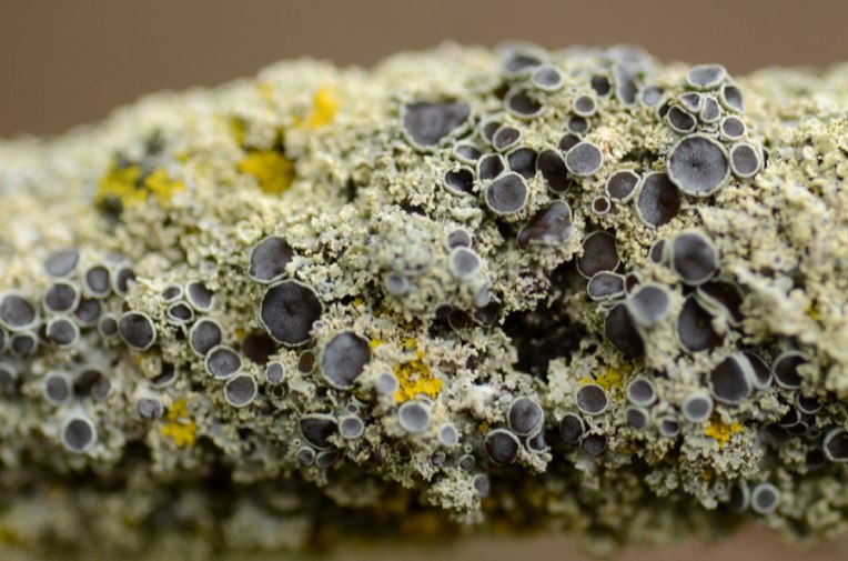 BranchLichen4