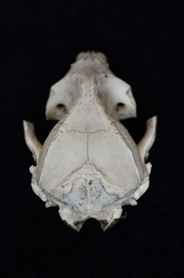 SealSkull1