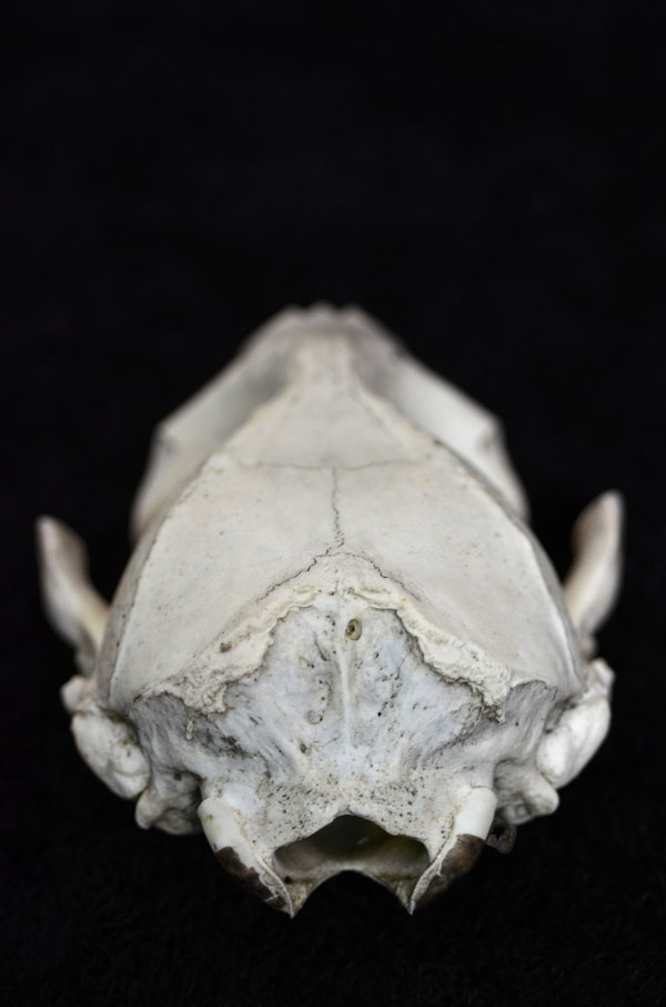 SealSkull2