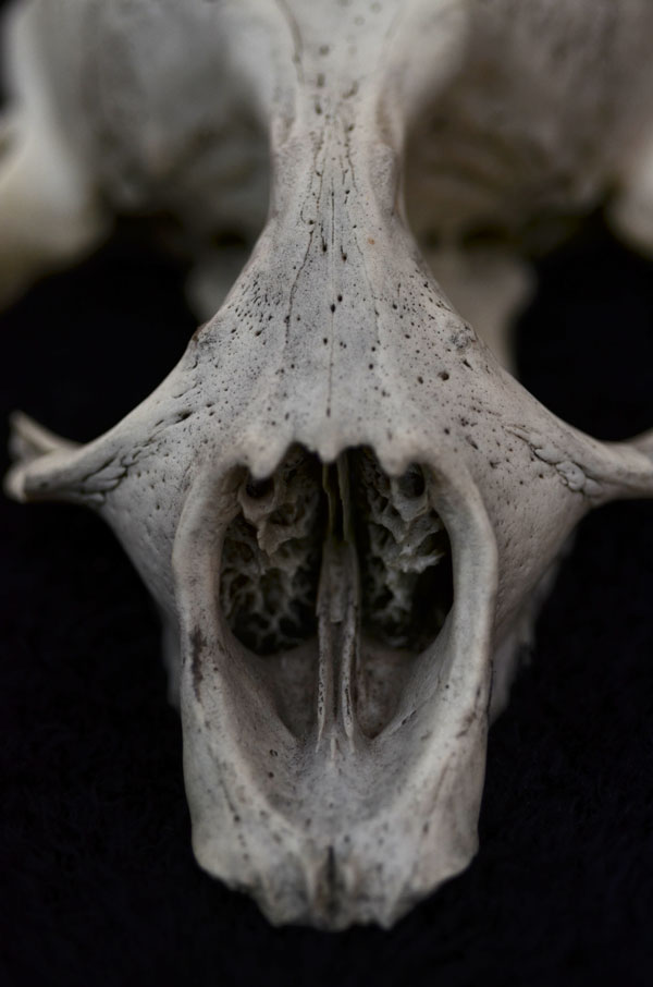 SealSkull3