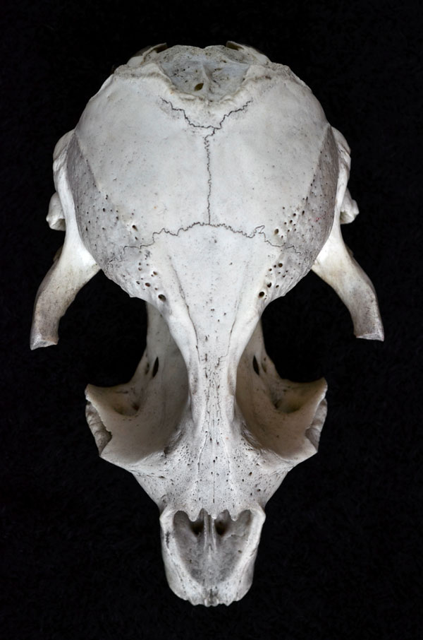 SealSkull4