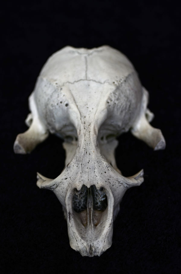 SealSkull5