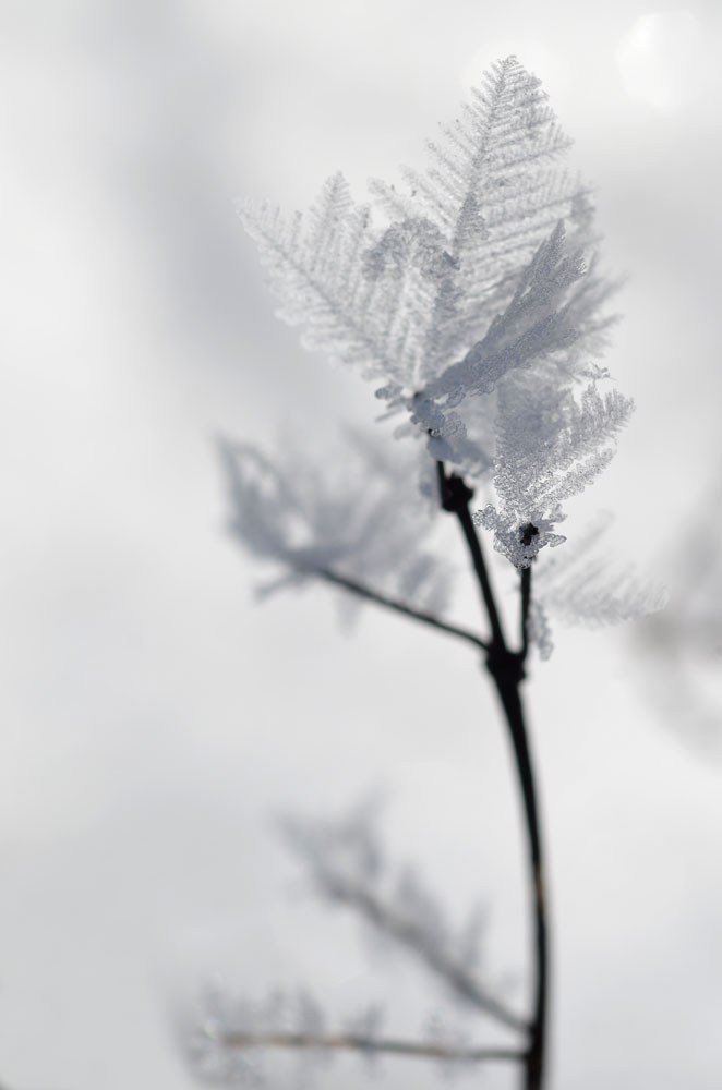 FrostLeaf5
