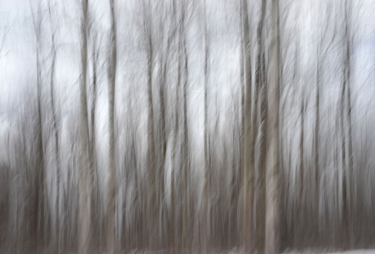Birches1