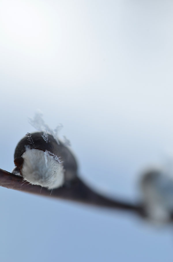 FrostedPussyWillows3