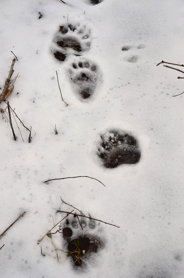 BearTracks1