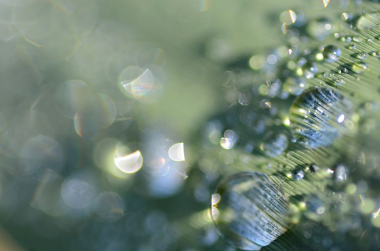 GrassandDewdrops