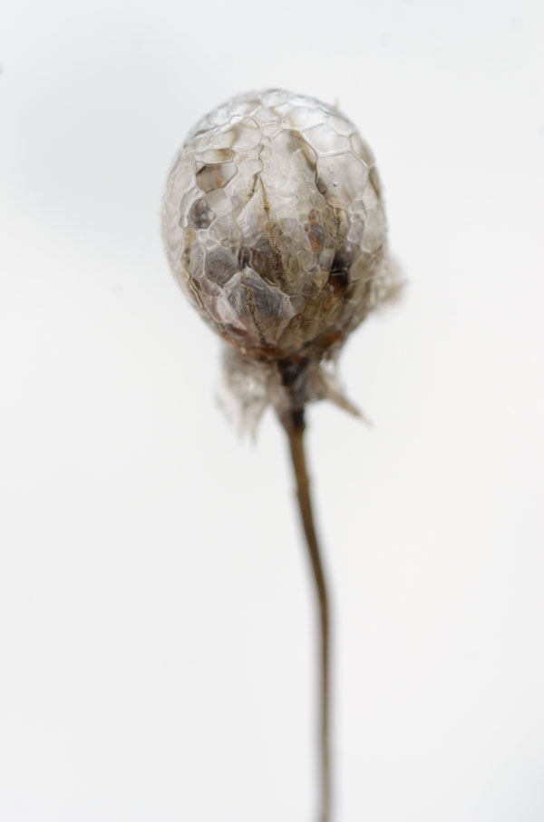 MosaicSeedhead_Lollipop