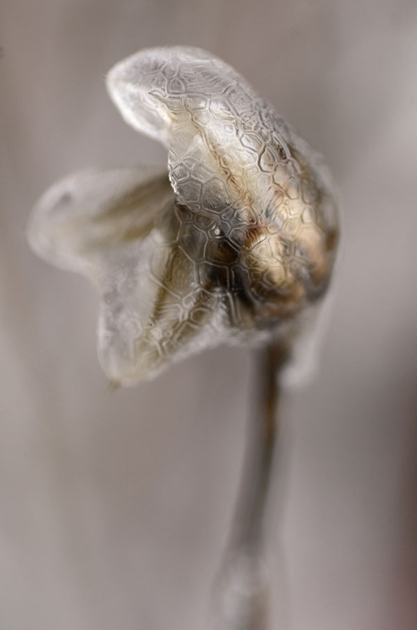 MosaicSeedhead_MeltingFormations