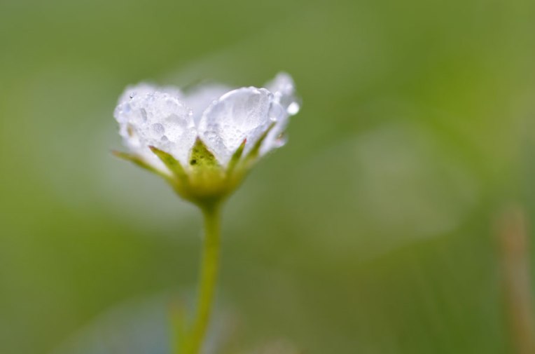 WildStrawberryBlossom