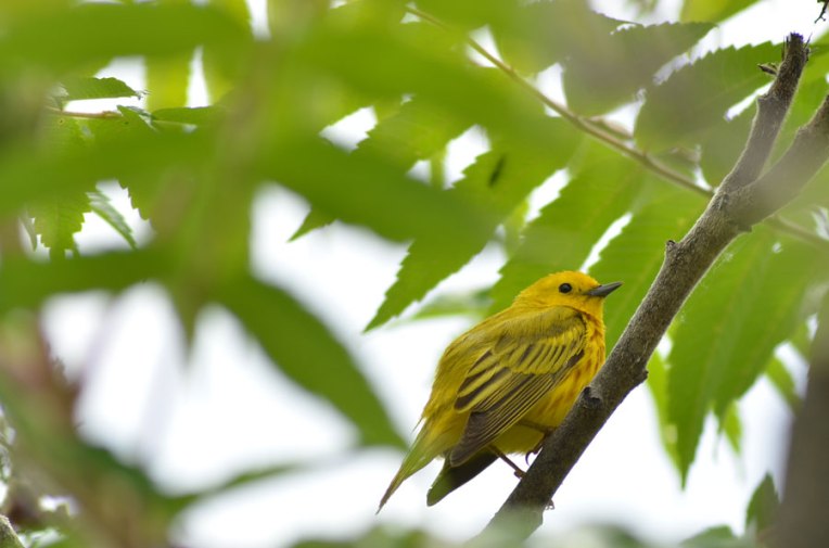 YellowWarbler