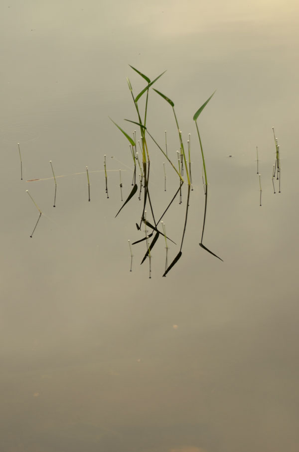 Pickerelweed(Pontederia-cordata)