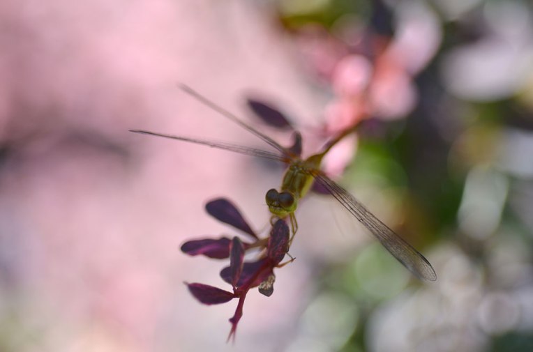 Yellow-greenDragonfly2