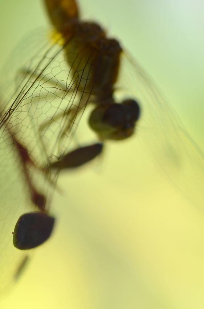 Yellow-greenDragonfly3