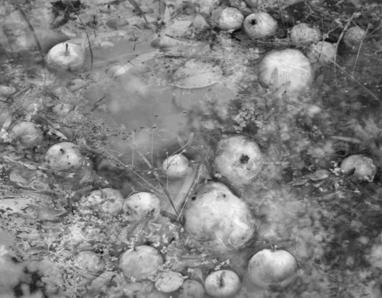 Apples_Black-and-White