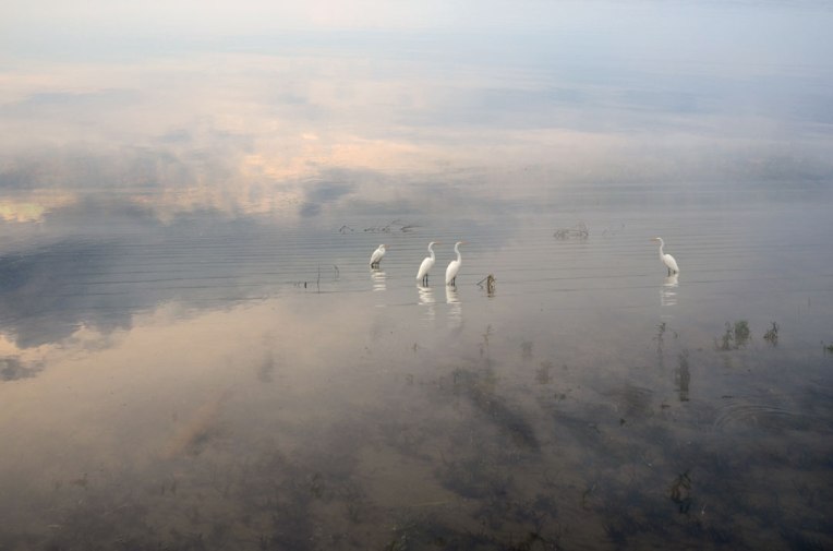 A-Gathering-_-Egrets