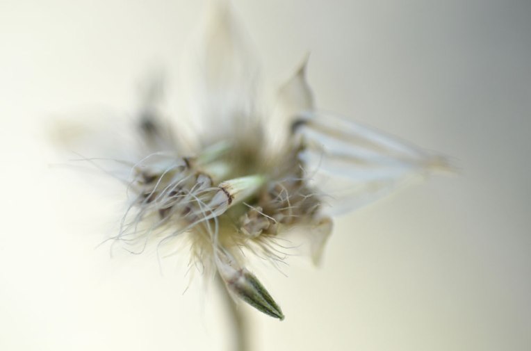 LateSummerSeedheads1