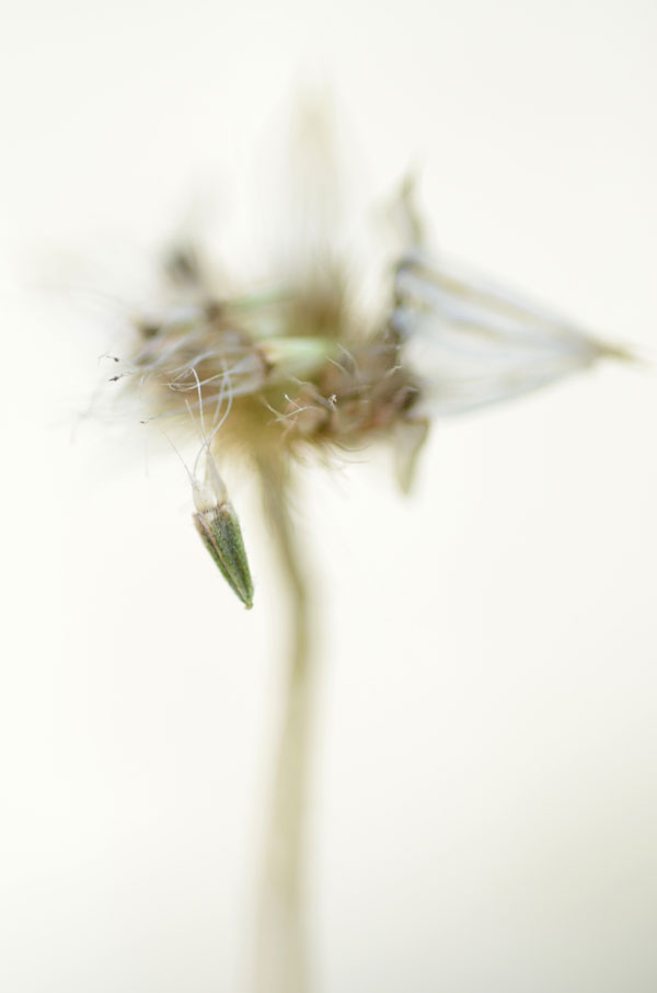 LateSummerSeedheads3