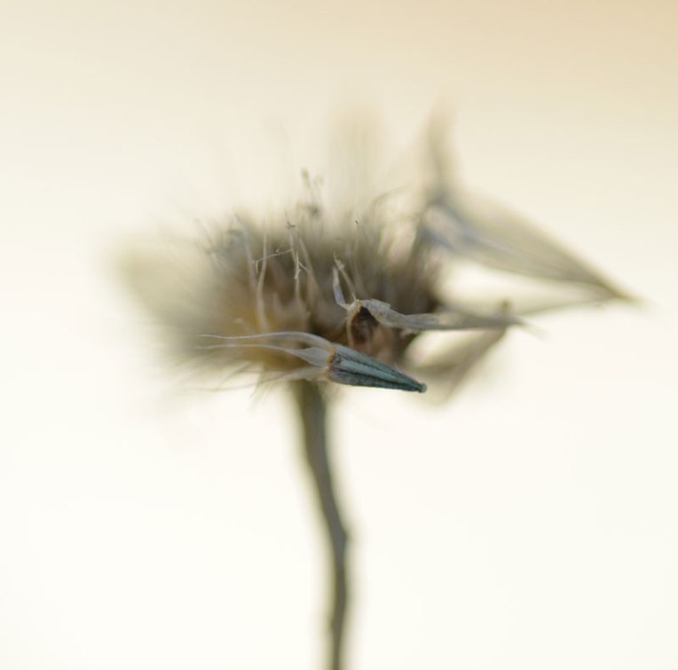 LateSummerSeedheads4