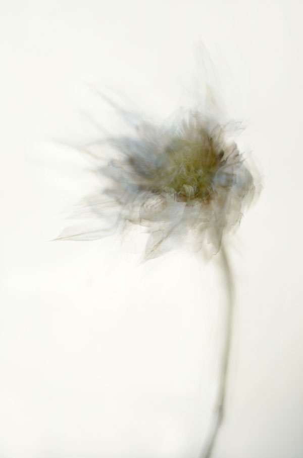 LateSummerSeedheads_merge2