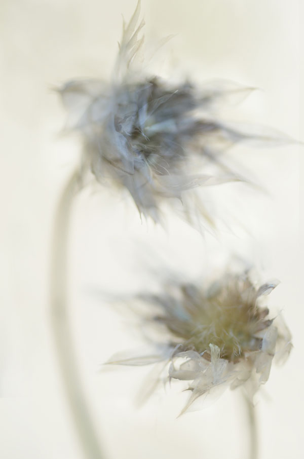 LateSummerSeedheads_merge4