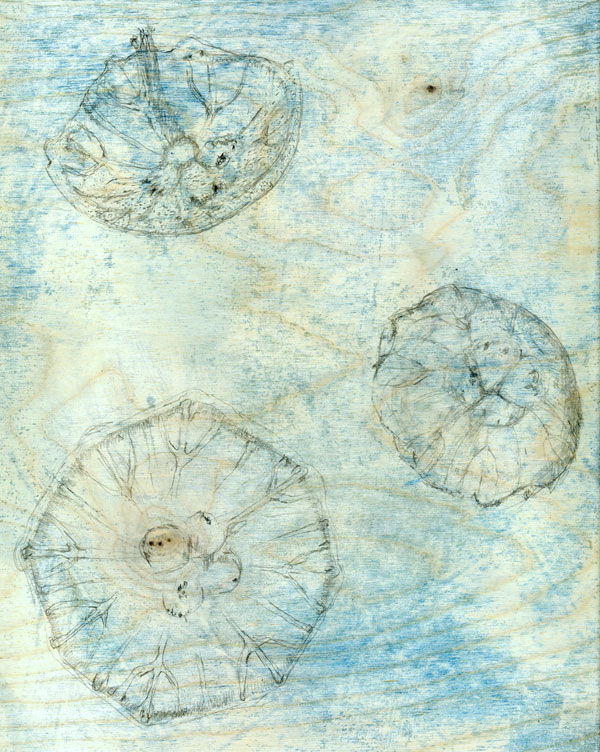 Moon-Jellies_Underdrawing