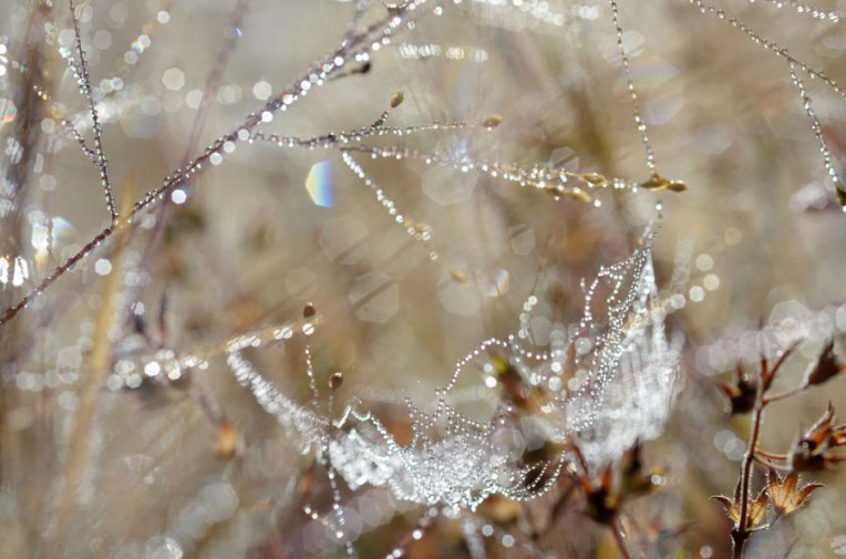 What-the-Spider-Sees