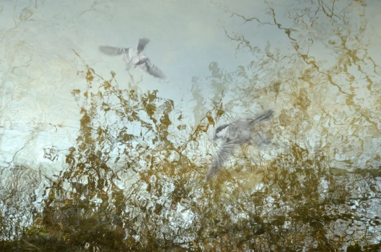 What-the-Water-Sees-10