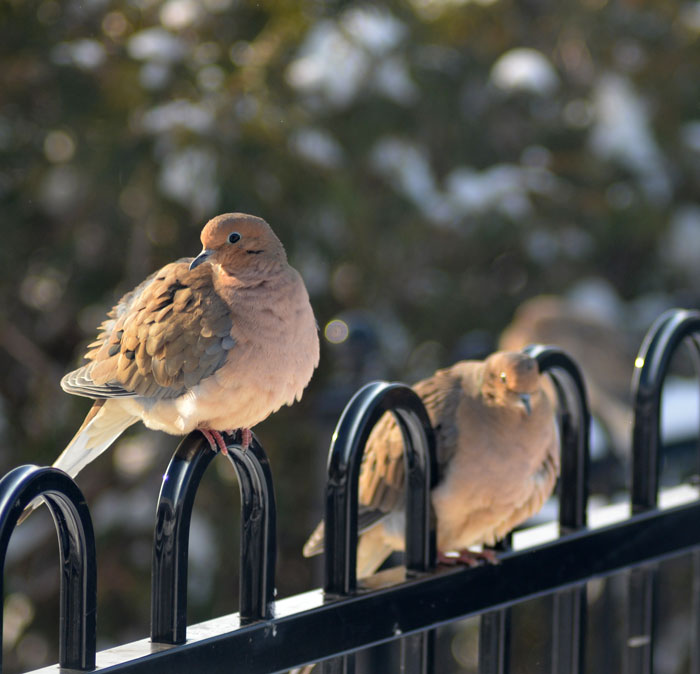 Doves3