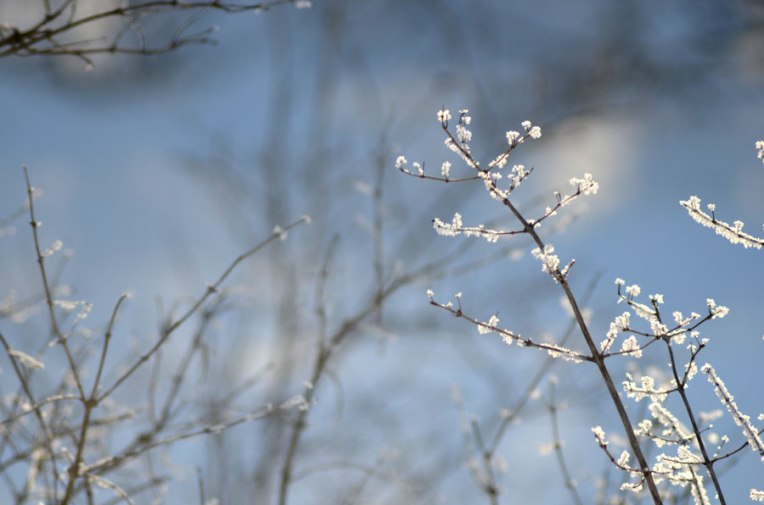 FrostedBranches
