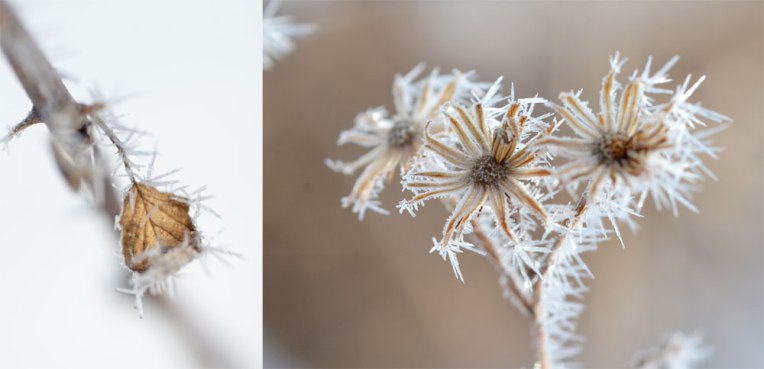 Fog-Frosted-Flora