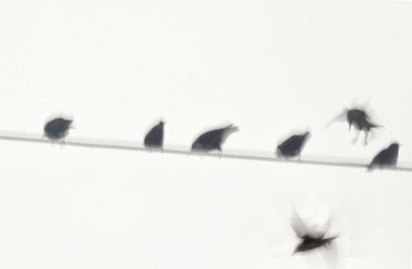Wired-Starlings