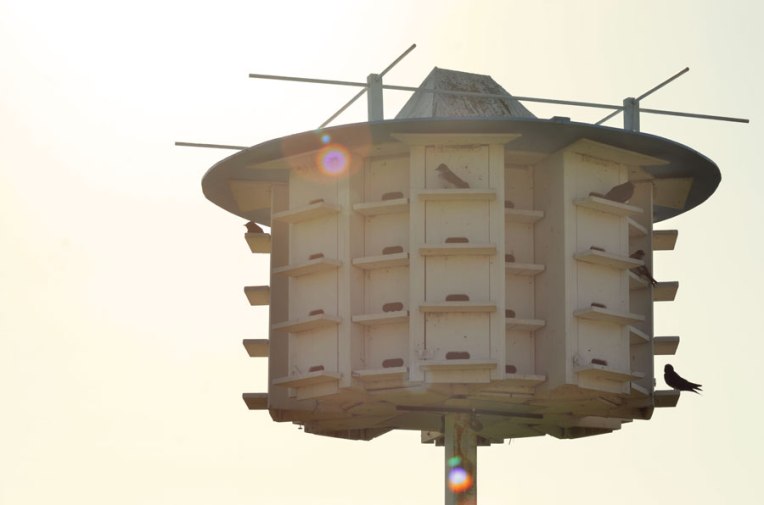 Purple-Martin-Nesting-Box