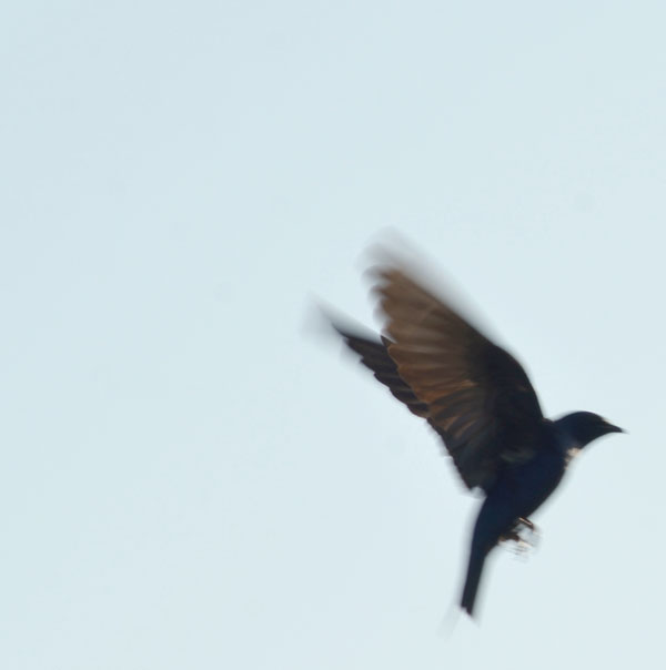 Purple-Martins-4