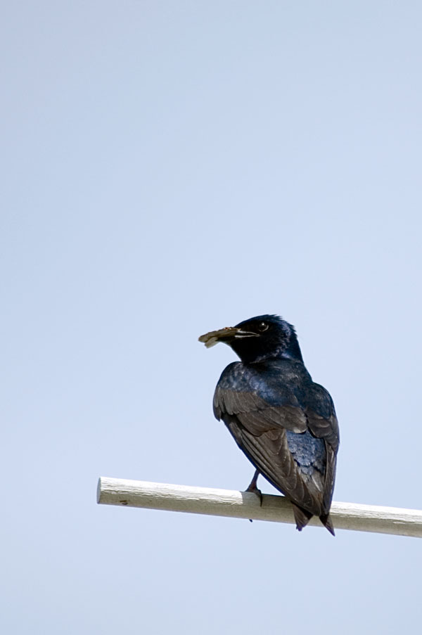 Purple-Martins-5