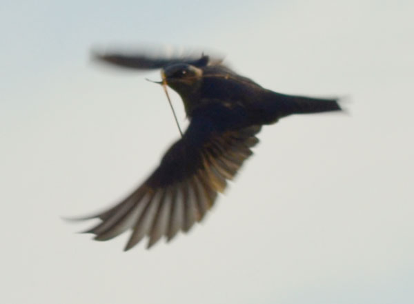 Purple-Martins-9