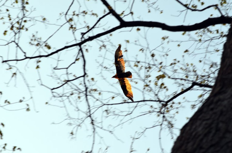 Turkey-Vulture2