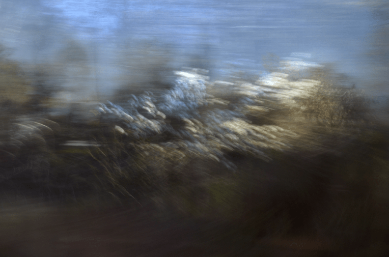 ColourField_Blossoms1