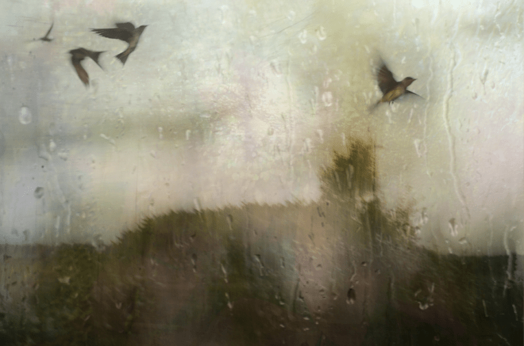 PurpleMartinsLandscape