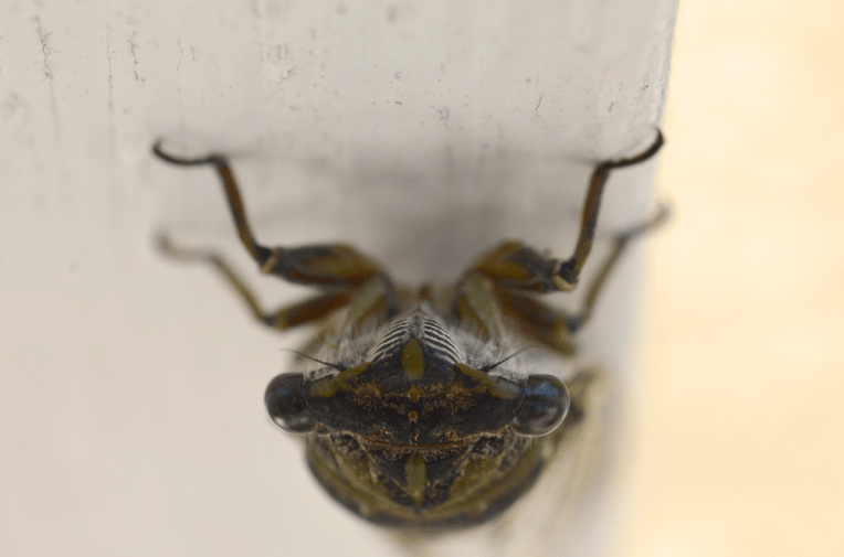 Cicada2