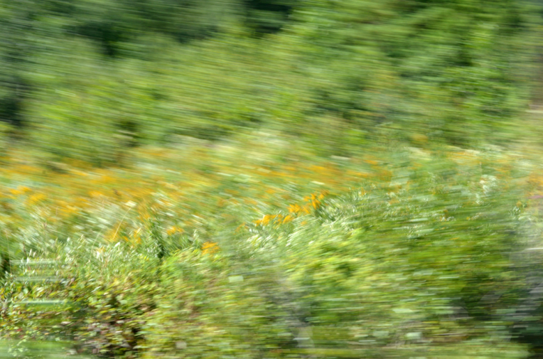 ColourField_Flowers2