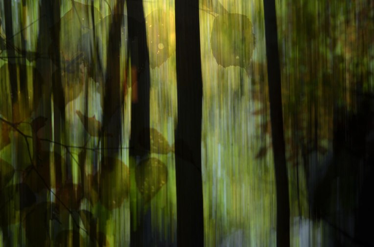 The-Light-Dark-Woods