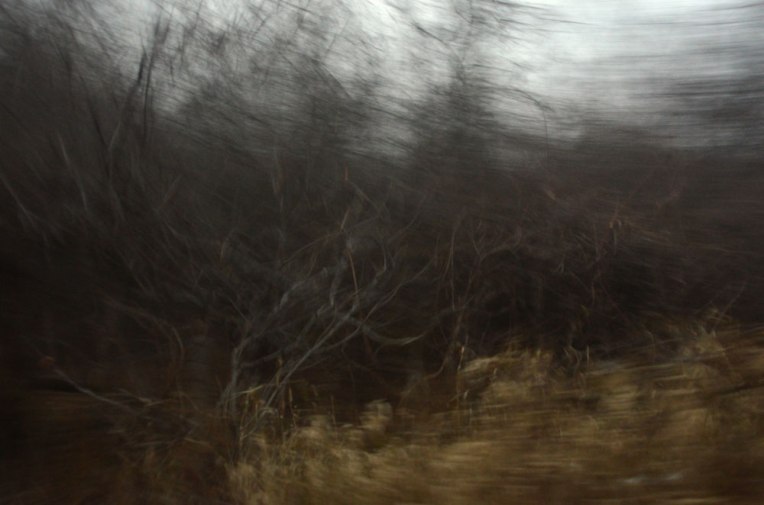 Tangled-Bones-of-Autumn