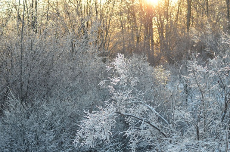 IcedLandscape2_the-woods