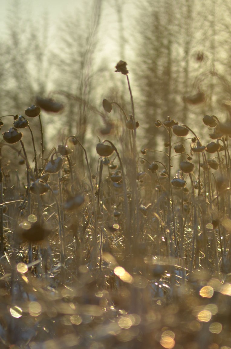 Winter-Field_-Sunflowers2