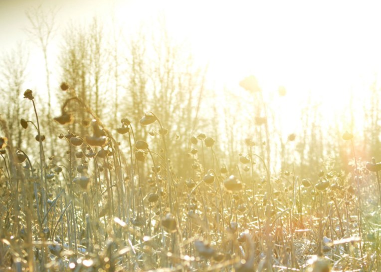 Winter-Field_-Sunflowers3